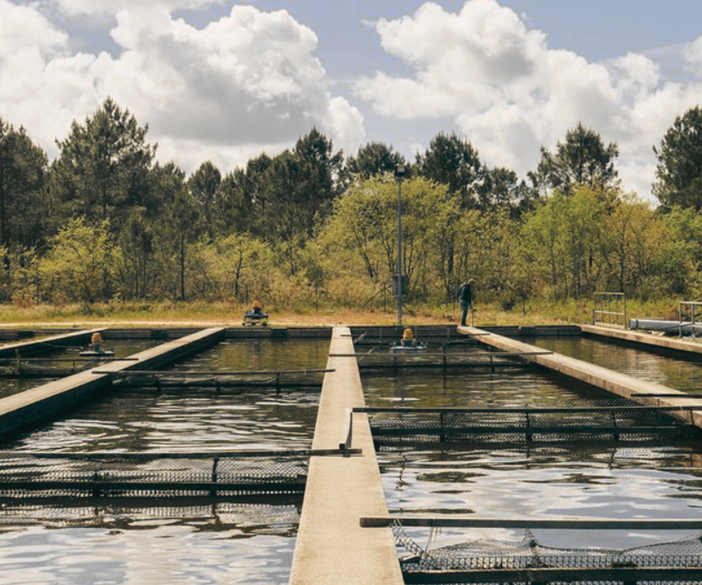 Caviar-Aquitaine-Esturgeonniere